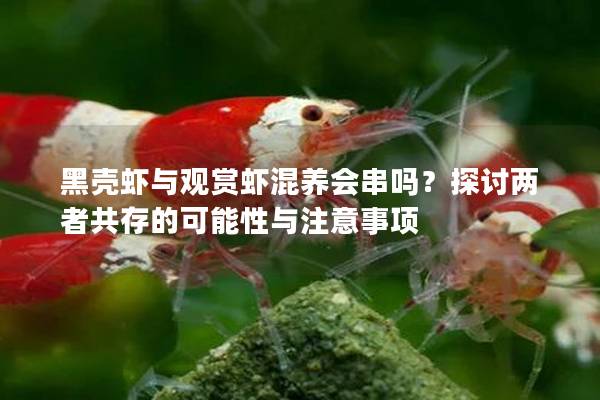 黑殼蝦與觀賞蝦混養(yǎng)會串嗎？探討兩者共存的可能性與注意事項